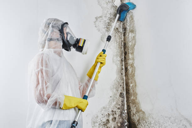 Best Mold Damage Restoration  in Skippers Corner, NC