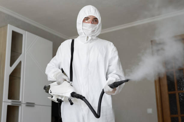 Reliable Skippers Corner, NC Mold Removal & Remediation Solutions